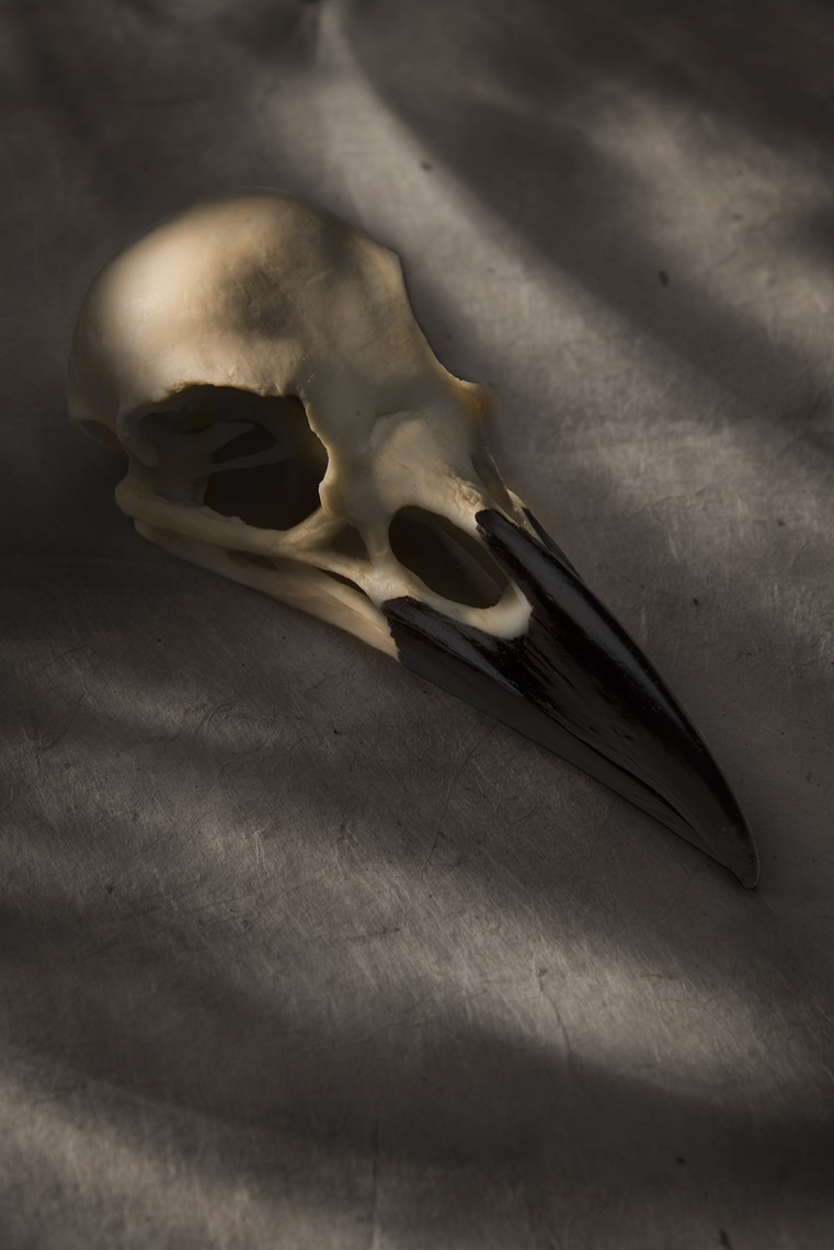 Raven Skull
